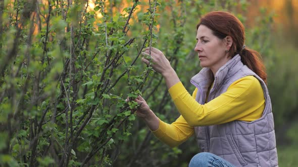 Woman Touching Unripe Currant Berries