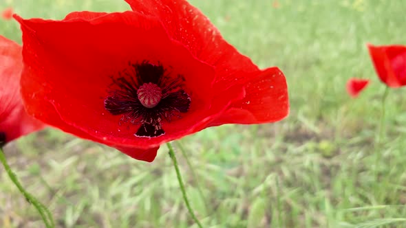 Nature background of summer red poppies with black cross inside close up with copy space alt