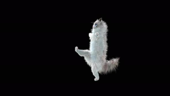 Cat Dancing 4K alt