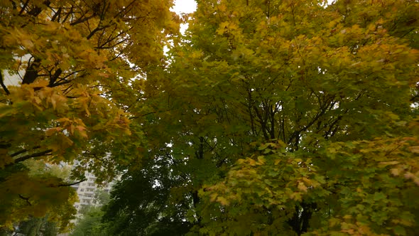 Colored Deciding on the Trees in the Som Early Autumn Autumn Landscape