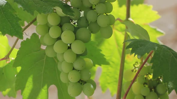 Growing wine grapes