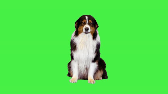 Australian Shepherd Dog Lays Down on a Green Screen Chroma Key alt