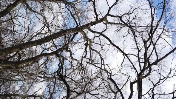 Vertical Video of the Forest with Trees Without Leaves Slow Motion alt