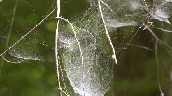 Spider net in the forest hanging on the bush.