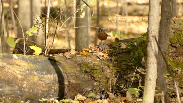 American robin bird in fall investigated the fall tree trunk for food sources alt
