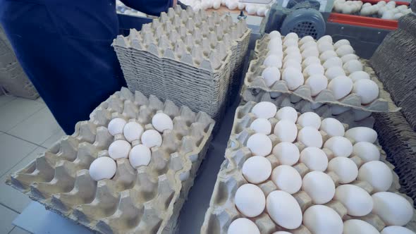 Farm Worker Puts Eggs on a Cardboard Tray, Stored in Piles. alt