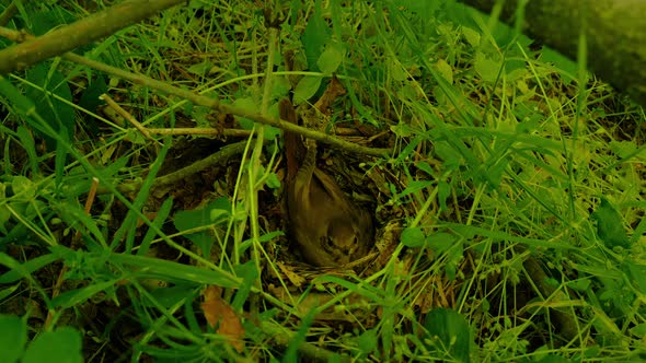 Bird Incubates Eggs in the Nest alt