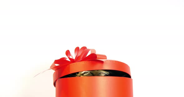 Brown Blotched Tabby Maine Coon, Domestic Cat, Kitten offered in a Gift box,  Normandy in France, alt