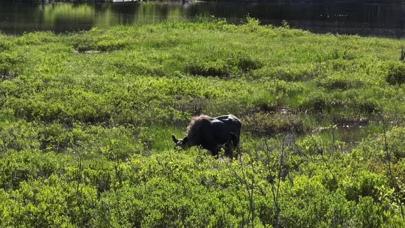 Moose in river bank foraging for food on hot Summer day alt