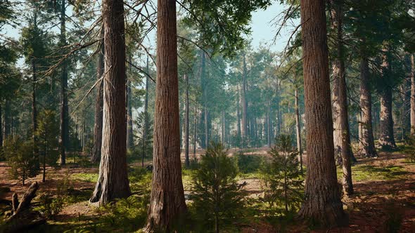 Giant Sequoias in the Giant Forest Grove in the Sequoia National Park alt