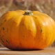Yellow pumpkin on a wooden rotate table on a autumn grass background - VideoHive Item for Sale