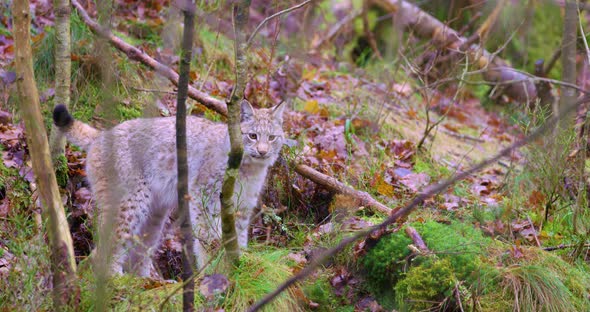 Playfull Young Lynx Cat Cub in the Forest
