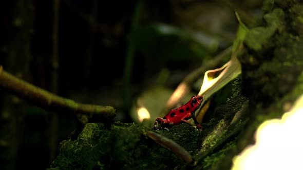 Strawberry Poison Red Dart Frog in its Natural Habitat in the Caribbean