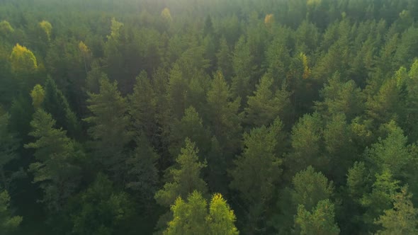 Aerial Forest