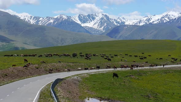 Animals Horses and Cows Graze in the Meadows of the Elbrus Region alt