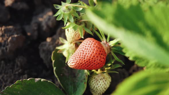 Strawberries Growing Under Green Houses