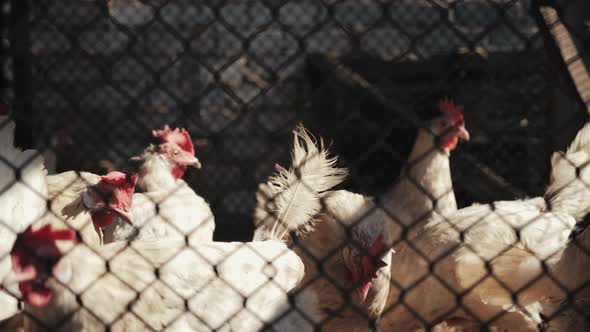 White Chickens and Roosters Walking and Pecking in Coop on Free Range Farm alt