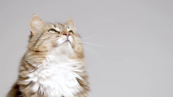 cute cat lying on gray studio background, fluffy Siberian cat looking up alt