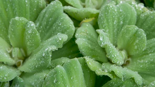 Water Drops on Plant Leaves. From Above Closeup Leaves of Green Plant with Drops of Clean Fresh alt