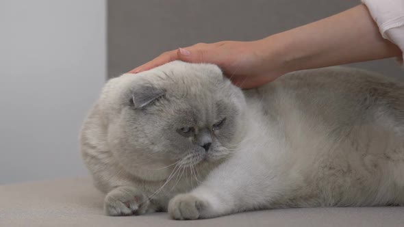 Female Hand Stroking Adorable Scottish Fold Cat, Care and Love for Pets Closeup alt