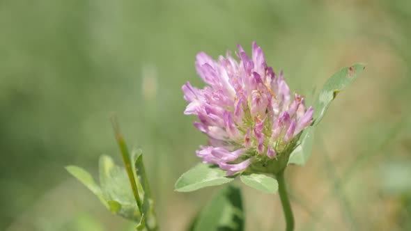 Herbaceous specie red clover plant in the field shallow DOF 4K 2160p 30fps UltraHD footage - Close-u alt