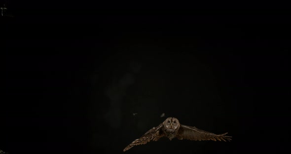 Eurasian Tawny Owl, strix aluco, Adult in Flight, Normandy, Slow motion 4K alt