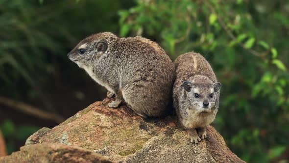 A Pair Of Rock Hyrax on The Tip Of The Rock Looking In Opposite Directions In Sosian Safari In Kenya alt