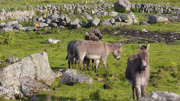 Funny Donkeys