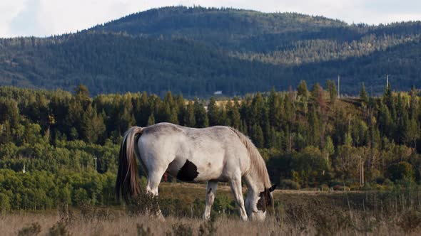 Horse grazing with erect penis alt