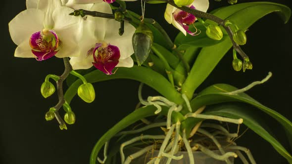 the Process of Emergence of the Morph Butterfly From the Pupa Timelapse the Butterfly is Born From alt