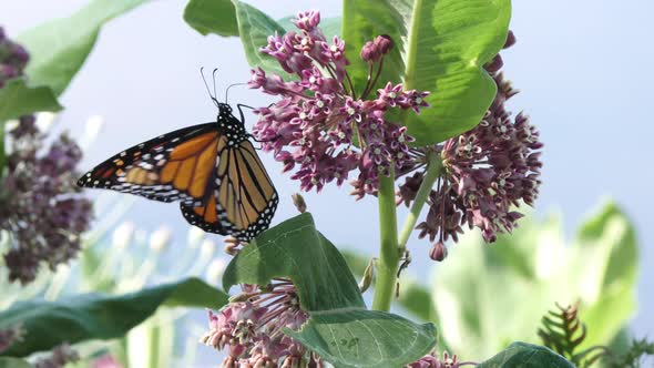 Monarch Butterfy On Milkweed