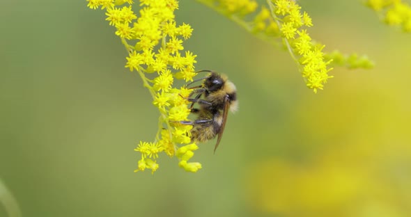 Shaggy Bumblebee Pollinating and Collects Nectar From the Yellow Flower of the Plant alt