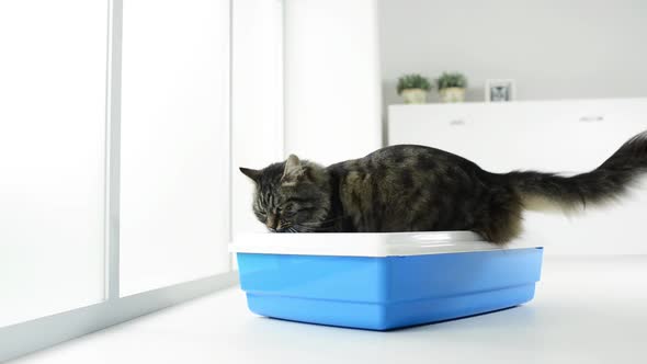 Cat using the litter box