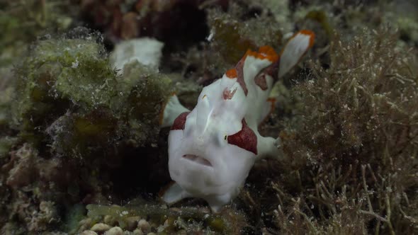 Clown Frogfish (Antennarius macuatus) holding onto sea grass on coral reef alt