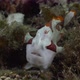 Clown Frogfish (Antennarius macuatus) holding onto sea grass on coral reef