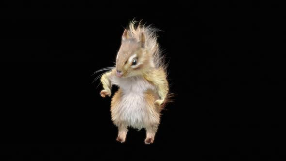 72 Chipmunk Dancing HD alt