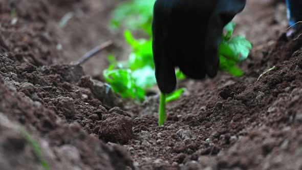 Planting Seedling - 2K