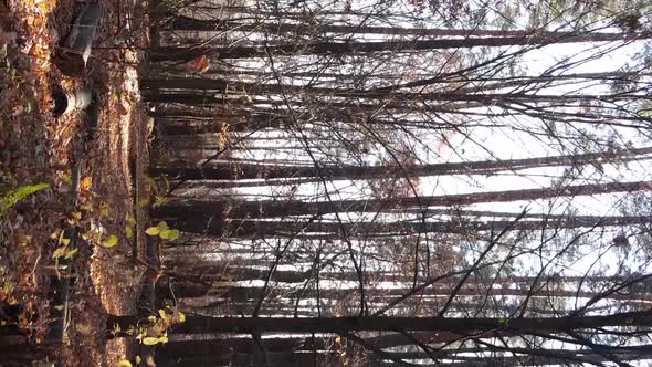 Vertical Video of an Autumn Forest During the Day in Ukraine alt