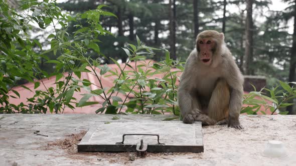 Wild Male Monkey Eats Leftover Food He Found in a Trash Can in the Park