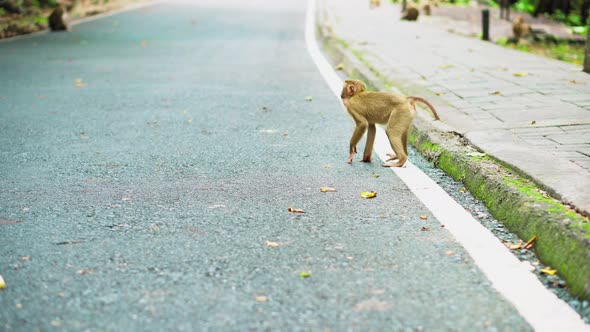 Monkeys walk along the road in Thailand. Monkey family are living  alt