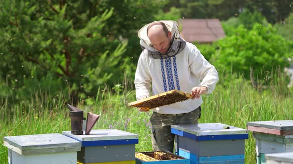 Beekeeper inspects frame with bees alt