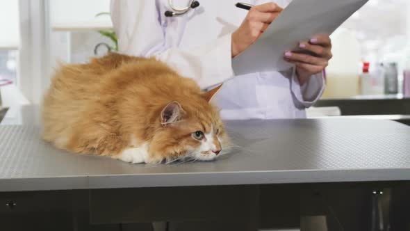 Cropped Shot of a Beautiful Cat at the Vet Office After Medical Examination alt