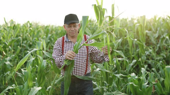 Senior Farmer Checks the Harvest on the Corn Field