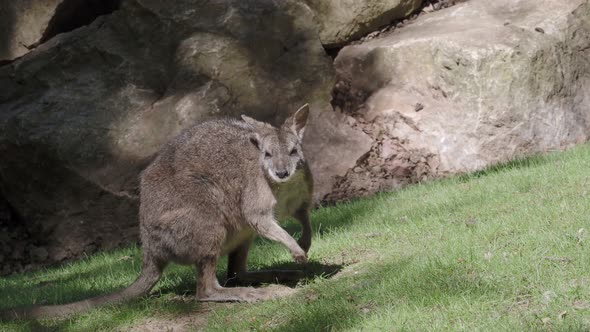 Swamp Wallaby eats grass, Wallabia bicolor, is one of the smaller kangaroos.