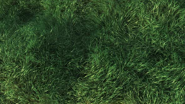 Grass Fast Blowing in the Wind  alt