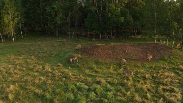 A sika deer looks curiously at a copter in the forest, and is scared by it jumping to the side