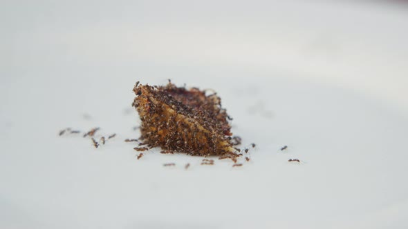 Ants Eat A Piece Of Meat