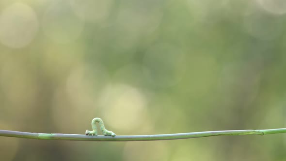 Caterpillar on Green Stalk