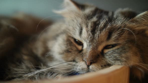 Cute tabby cat sleeping with sweet dream at home. alt