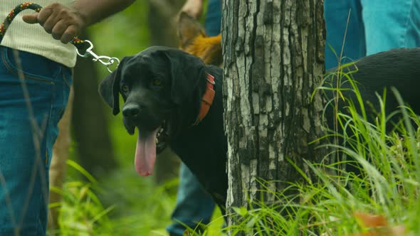 Portrait of An Aggressive Purebred Dog in The Jungle